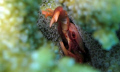   crab  